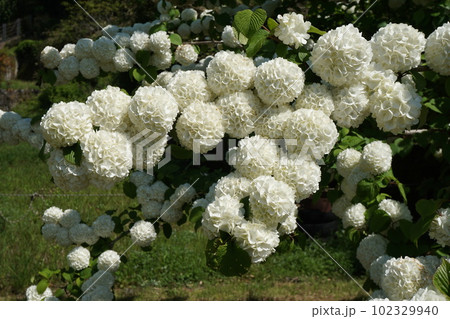 満開のオオデマリ 102329940