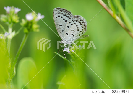 日の当たる草葉で休む、ごま塩模様のヤマトシジミ（マクロレンズ使用・アウトドア接写写真） 102329971