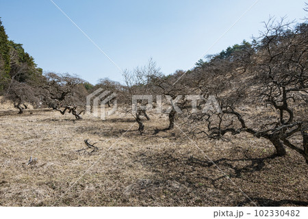 小野のシダレグリ自生地【しだれ栗森林公園】 小野のシダレグリ自生地【しだれ栗森林公園】 102330482