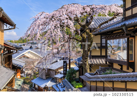 京都_産寧坂（三年坂）に咲く満開の枝垂れ桜 102330515