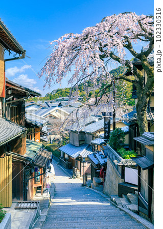 京都_産寧坂（三年坂）に咲く満開の枝垂れ桜 102330516
