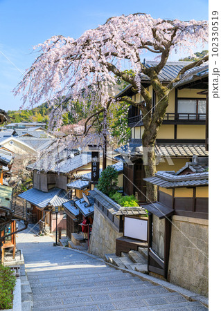 京都_産寧坂（三年坂）に咲く満開の枝垂れ桜 102330519