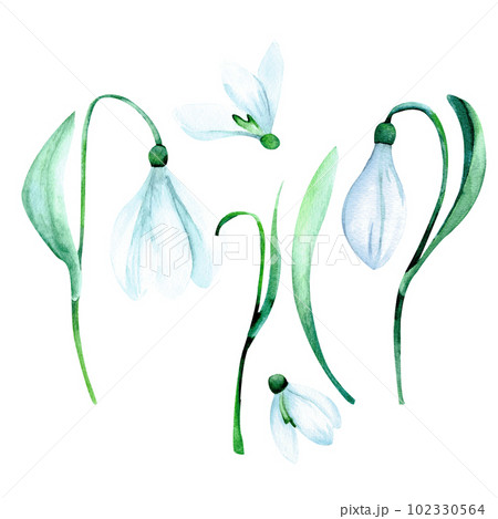 Watercolor snowdrop set : snowdrop flower, snowdrop bud, green leaves, white blossom Watercolor snowdrop set : snowdrop flower, snowdrop bud, green leaves, white blossom 102330564