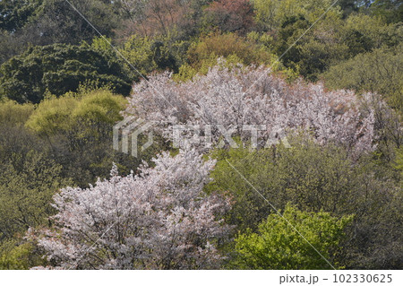 【京都】八瀬遊園の山桜 【京都】八瀬遊園の山桜 102330625