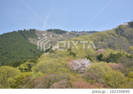 【京都】八瀬遊園の山桜 【京都】八瀬遊園の山桜 102330640