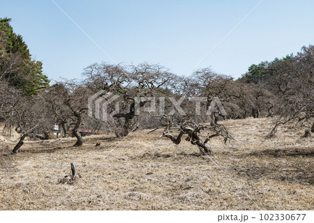 小野のシダレグリ自生地【しだれ栗森林公園】 小野のシダレグリ自生地【しだれ栗森林公園】 102330677