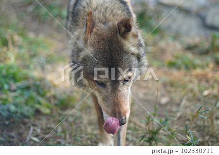大陸オオカミ、おおかみ、オオカミ、タイリクオオカミ、ヨーロッパオオカミ、common wolf、ca 102330711