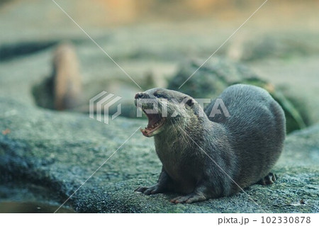 カワウソ、獺、川獺、動物園、東京、多摩、日本、動物、可愛い、 カワウソ、獺、川獺、動物園、東京、多摩、日本、動物、可愛い、 102330878