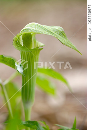 明るい若葉色のマムシグサの苞（仏炎苞）花（マクロレンズ使用・アウトドア接写写真） 102330973