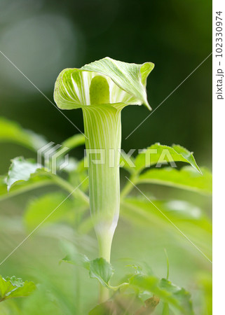 明るい若葉色のマムシグサの苞（仏炎苞）花（マクロレンズ使用・アウトドア接写写真） 102330974