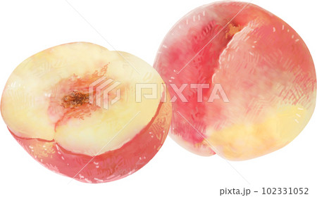 甘い香りがただようようなモモのイラスト 甘い香りがただようようなモモのイラスト 102331052