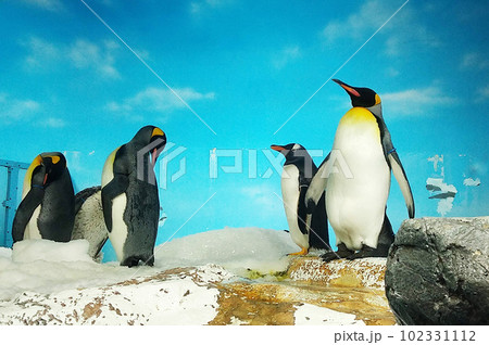 鴨川シーワールドのオウサマペンギン 鴨川シーワールドのオウサマペンギン 102331112