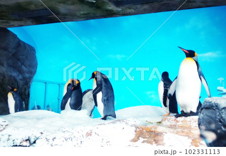 鴨川シーワールドのオウサマペンギン 102331113
