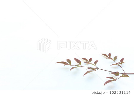 南天の葉 102331114