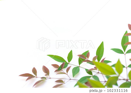 南天の葉 102331116