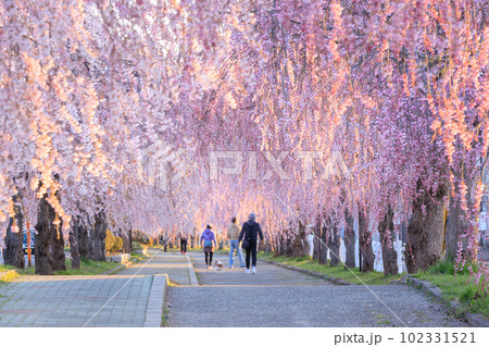 福島_日中線しだれ桜の満開絶景風景 102331521