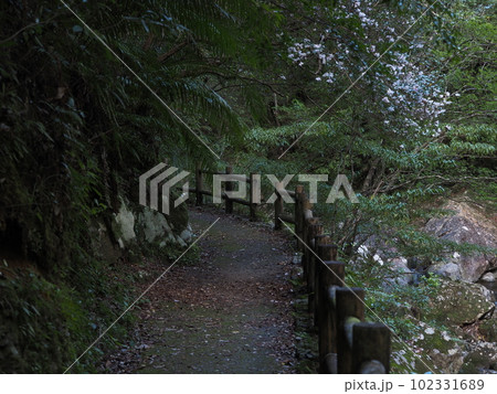 マテリヤの滝壺からの帰り道(鹿児島県・奄美市) マテリヤの滝壺からの帰り道(鹿児島県・奄美市) 102331689