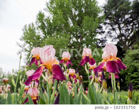 薄曇りの初夏の日に咲く紫色の花【ジャーマンアイリス】 102331750