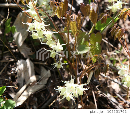 野生のイカリソウと白い花 102331761
