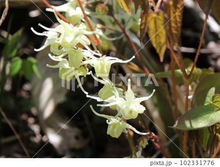 野生のイカリソウと白い花 102331776