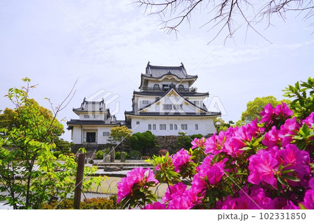 大阪　岸和田　岸和田城　赤ツツジと本丸の天守閣・小天守閣（西側から、晩春） 102331850