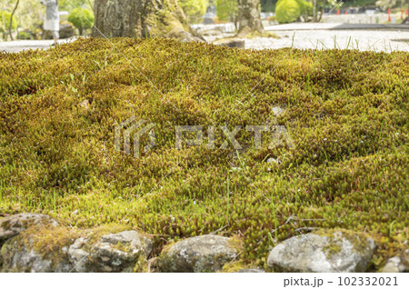 ヒカリゴケで有名な光前寺 102332021