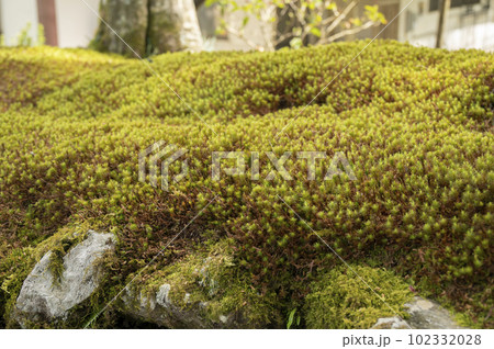 ヒカリゴケで有名な光前寺 102332028