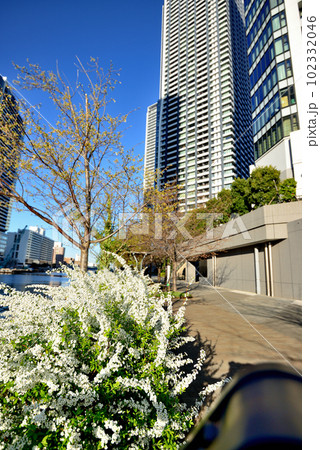 東京 中央区勝どきの高層マンション群の風景 東京 中央区勝どきの高層マンション群の風景 102332046