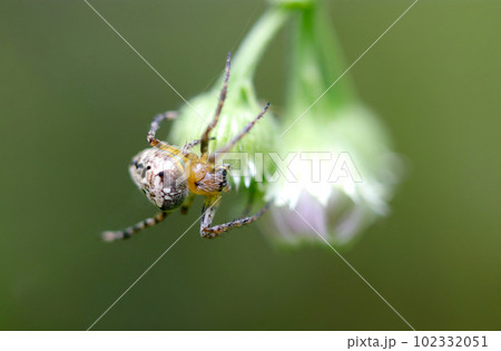 白いハルジオンの蕾に巣を作るヤマシロオオニグモ（マクロレンズ使用・アウトドア接写写真） 102332051