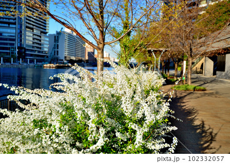 東京 中央区勝どきの高層マンション群の風景 東京 中央区勝どきの高層マンション群の風景 102332057