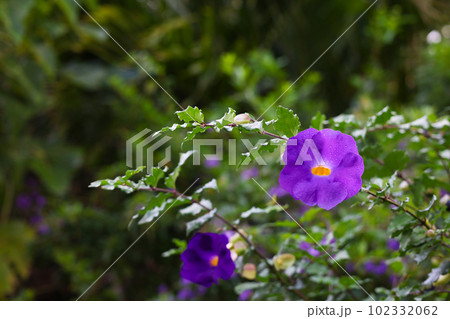 沖縄県宮古島 ツンベルギアエレクタの花 沖縄県宮古島 ツンベルギアエレクタの花 102332062