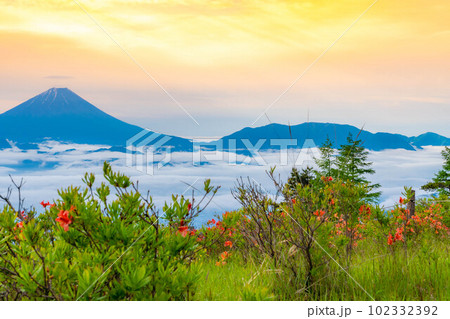 【富士山】初夏の甘利山から見た朝焼けの富士山とレンゲツツジと雲海【山梨県】 【富士山】初夏の甘利山から見た朝焼けの富士山とレンゲツツジと雲海【山梨県】 102332392