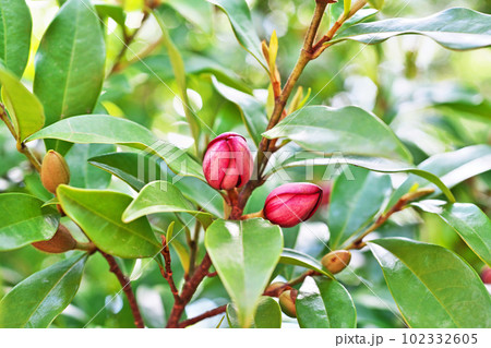 朱色のカラタネオカダマの花（春、四月） 102332605