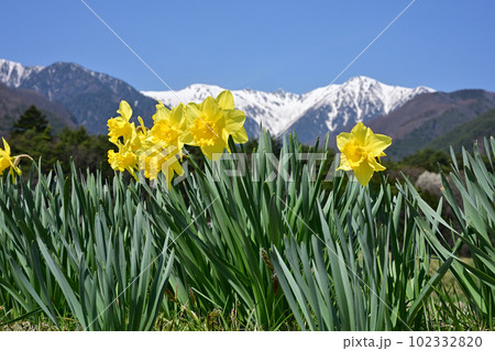 光前寺通りのスイセン 光前寺通りのスイセン 102332820