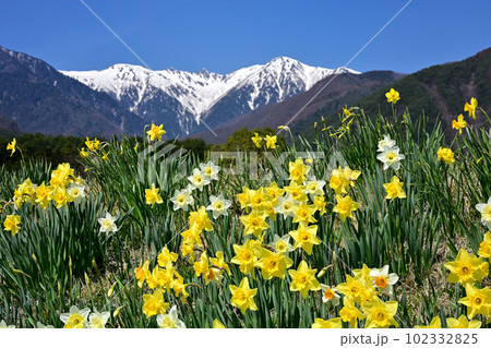 光前寺通りのスイセン 光前寺通りのスイセン 102332825