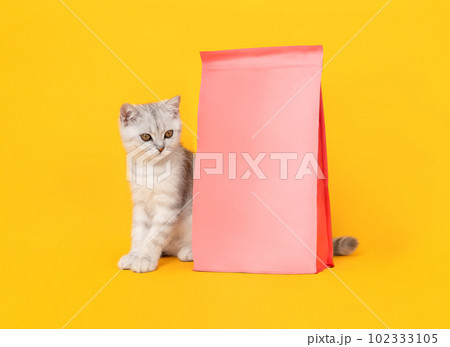 Small white kitten with black stripes with pink tasty pet food, cat Scottish fold breed. Small white kitten with black stripes with pink tasty pet food, cat Scottish fold breed. 102333105