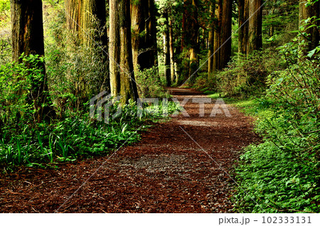 神奈川県 箱根旧街道 すぎ並木 神奈川県 箱根旧街道 すぎ並木 102333131