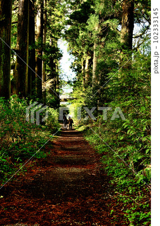 神奈川県 箱根旧街道　すぎ並木 102333145