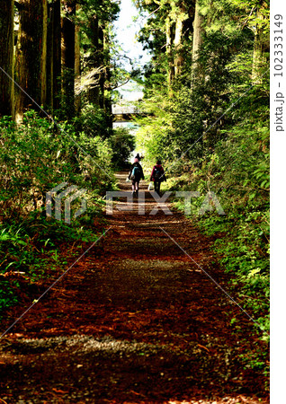 神奈川県 箱根旧街道 すぎ並木 神奈川県 箱根旧街道 すぎ並木 102333149