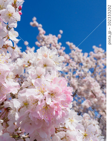 春の桜イメージ 102333202