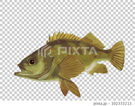 不同保護色的石斑魚 不同保護色的石斑魚 102333213