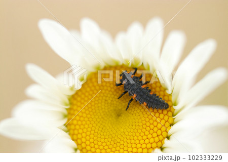 白花デイジーの上で獲物を待つナナホシテントウムシの幼虫（日本自然昆虫生態ストロボマクロ撮影） 102333229