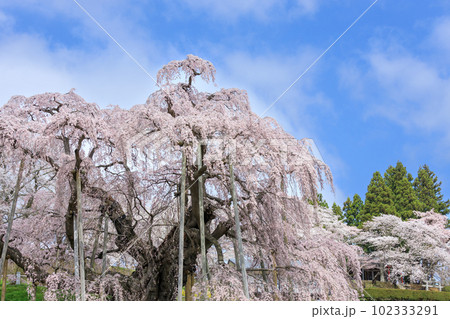 福島_満開の三春滝桜 102333291