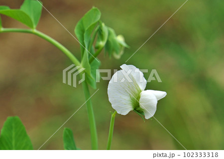 エンドウマメの白い花(春、四月) エンドウマメの白い花(春、四月) 102333318