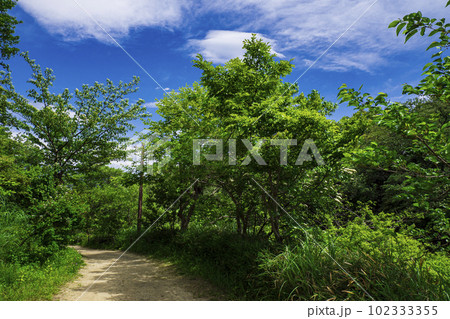 神奈川県横浜市戸塚区舞岡ふるさと公園の春（GW）　 102333355