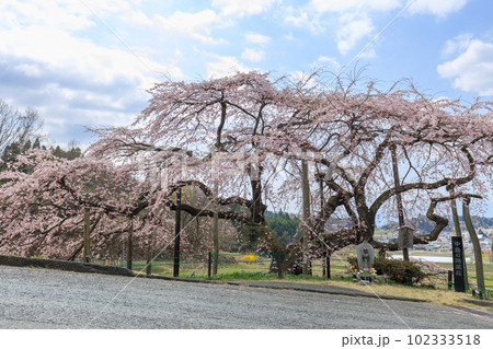 福島二本松_中島の地蔵桜の風景 102333518