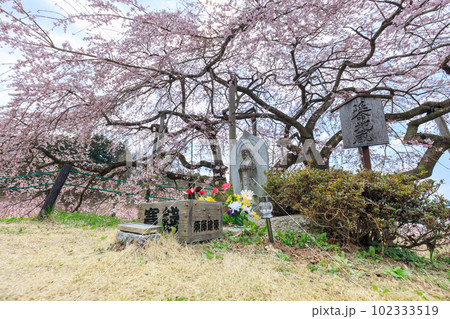 福島二本松_中島の地蔵桜の風景 102333519