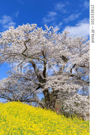 福島二本松_日向の人待ち地蔵桜の風景 福島二本松_日向の人待ち地蔵桜の風景 102333612