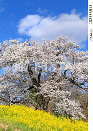 福島二本松_日向の人待ち地蔵桜の風景 福島二本松_日向の人待ち地蔵桜の風景 102333613
