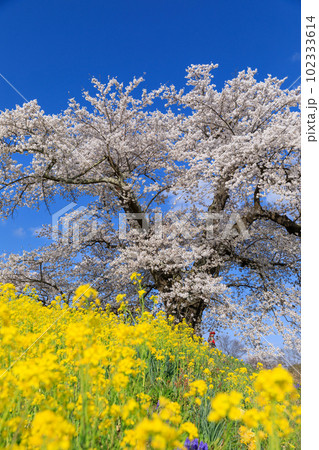 福島二本松_日向の人待ち地蔵桜の風景 102333614